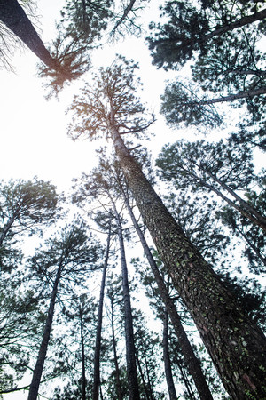 Pine trees with height on the white sky.の写真素材