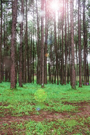 Pine trees in forest with the sunshine of nature.の写真素材