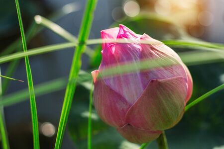 Pink lotus and grass with sunlight in the evening.の写真素材