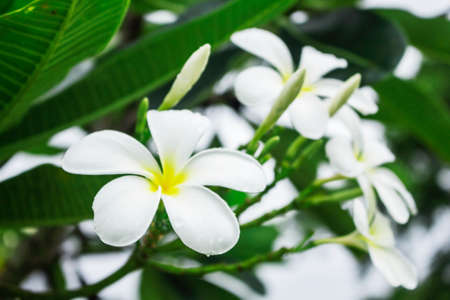 Plumeria flowers with the freshness of nature.の写真素材