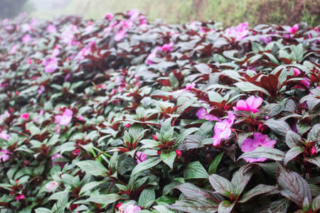Purple flowers on plots with mist in rainy season.の写真素材