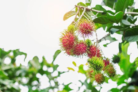red rambutan is ripe on tree with a white sky background.の写真素材