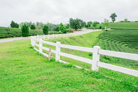 White fence on tea farm and the beauty of nature.の写真素材