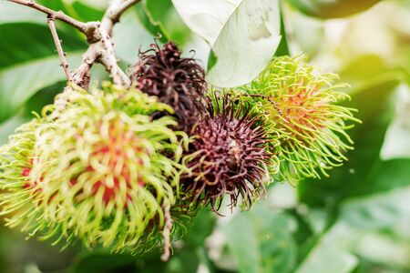 Rambutan of rot on the tree with green background.の写真素材