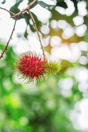 Rambutan on tree with natural green background.の写真素材