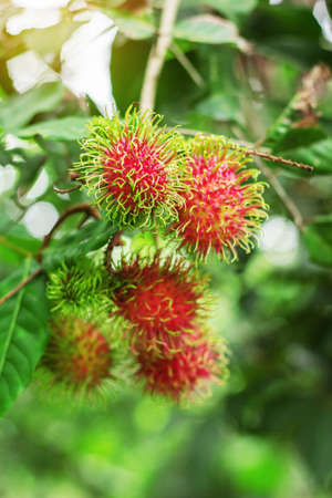 Rambutan on tree with green nature in the field.の写真素材
