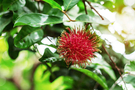 red rambutan with the sunlight.の写真素材