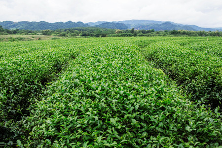 Green tea farm with the beauty of nature.の写真素材