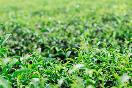 Leaves of tea growing with natural green background.の写真素材