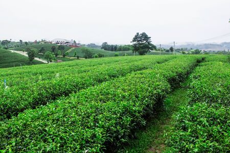 Tea plantation with refreshing in the rainy season.の写真素材