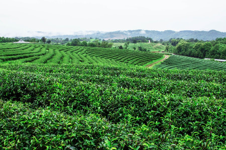 Tea plantation with refreshing of green nature in the rainy season.の写真素材