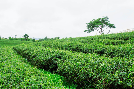 Tea plantations and green of nature in the rainy season.の写真素材