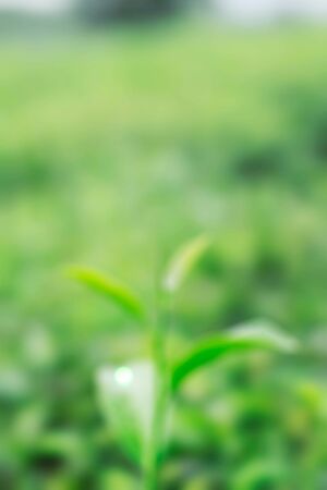 growing tea leaves with blurred images.の写真素材