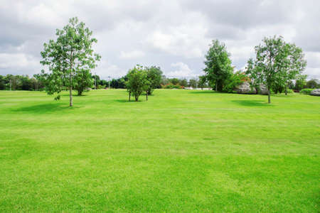 Trees planted on lawns in the park.の写真素材