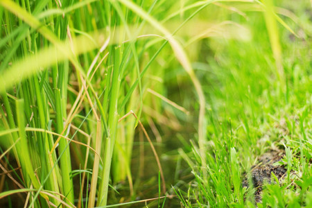green leaves of rice with nature at the field.の写真素材