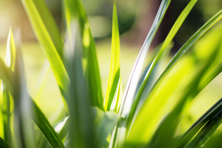 Leaves plant of refreshing nature in the garden.の写真素材
