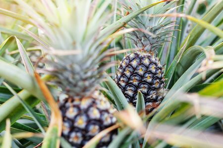 Pineapple fruit growing in garden at country.の写真素材