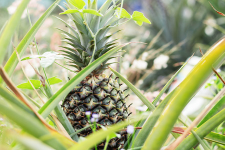 Pineapple grown in farmland of countryside.の写真素材