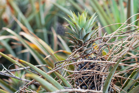 Pineapple in the field of Thailand.の写真素材