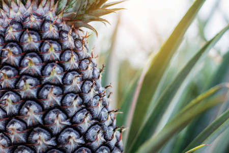 Pineapple in the farm with surface of shell.の写真素材