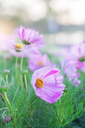 Pink Cosmos on the fields with refreshing morning.の写真素材
