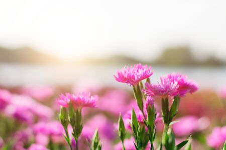 Pink flowers in the garden with morning nature.の写真素材