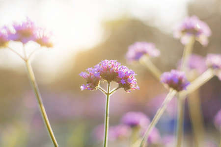 Purple flowers with the beauty at sunlight.の写真素材