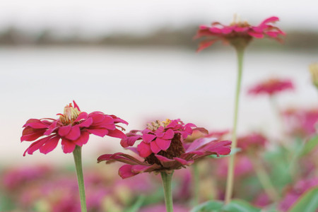 Purple flowers with nature in the garden.の写真素材