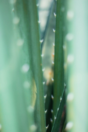 Thorns and surface of tree with the background.の写真素材