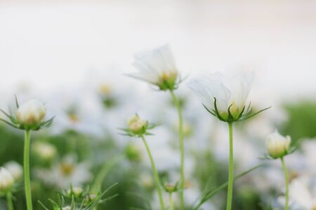 White Cosmos with refreshing and natural at morning.の写真素材