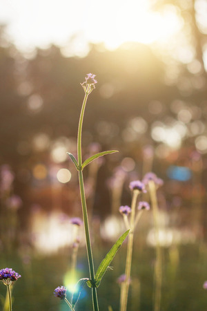 Purple flower bud with the beauty at sunlight.の写真素材