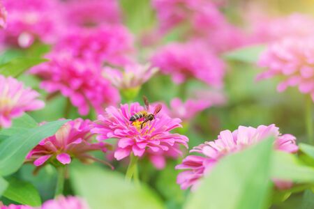 Flowers and the beauty of nature.の写真素材