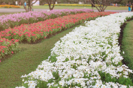 White Cosmos and others on plot in the garden.の写真素材