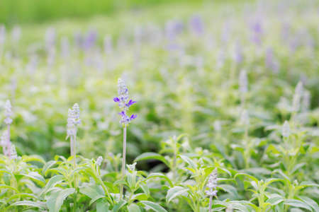 Basil with colorful beauty in the garden.の写真素材