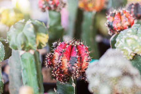 Cactus planted in pots of nursery.の写真素材