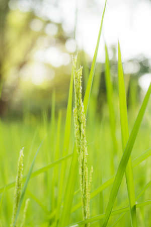 Growing rice kernels and green leaves with natural fields.の写真素材