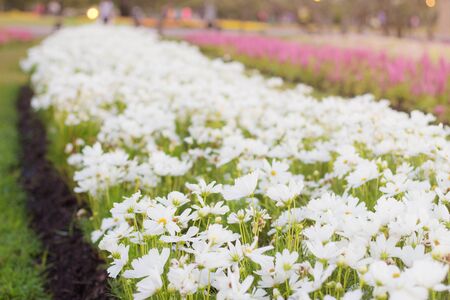 White Cosmos on plots in the garden.の写真素材