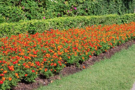 orange flowers and plants in the garden.