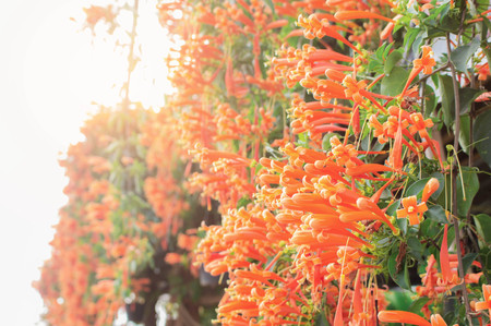Orange flowers with daylight at sky.の写真素材