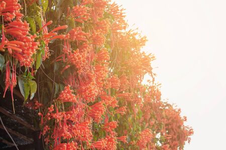 Orange flowers on the fence with sky.の写真素材