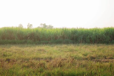 Pasture on sugarcane plantation with evening sunshine.の写真素材