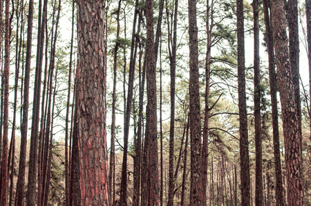 Pine trees with wild in the forest.の写真素材