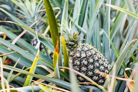 Pineapple grown on the farm in countryside.の写真素材