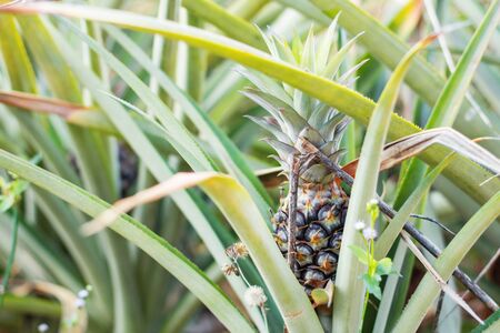 Pineapple on trees in a farm.の写真素材