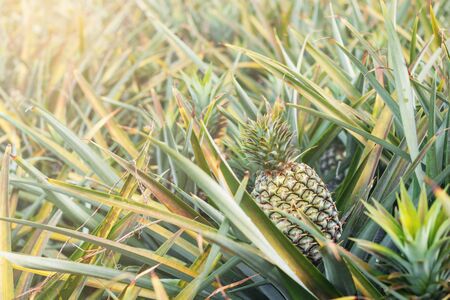 Pineapple in garden with the sunshine of summer.の写真素材