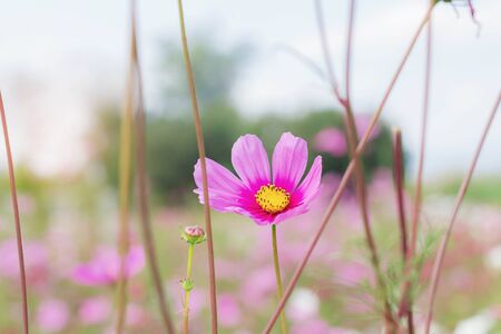 Pink cosmos is drying with sunlight at sky.の写真素材