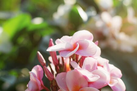 Pink frangipani with beautiful in the garden.の写真素材