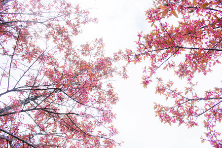 Pink sakura flowers with branches at sky.の写真素材
