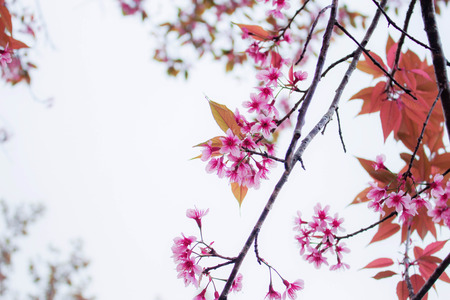 Pink sakura in autumn with the sky.の写真素材
