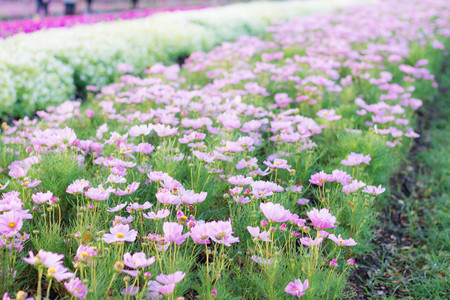 Planting of cosmos flowers in the garden with beautiful.の写真素材